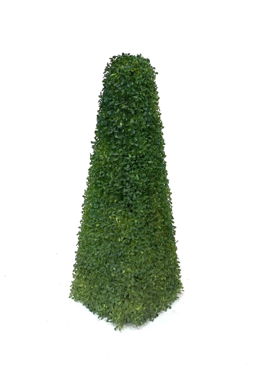 Boxwood Topiary 2'
