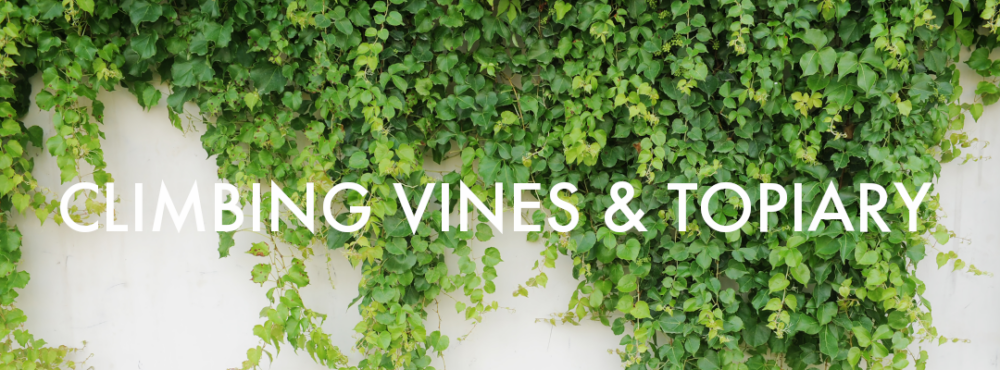 Climbing Vines & Topiary