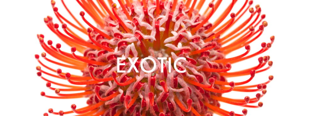 Exotic