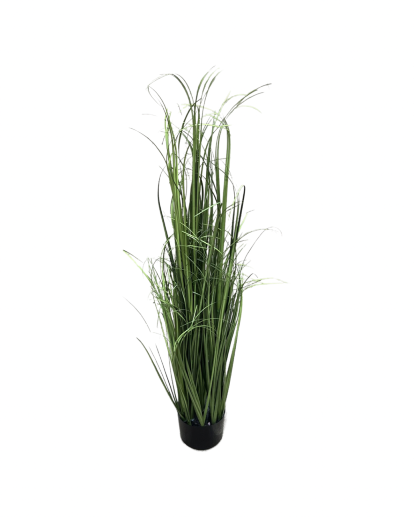 Medium Onion Grass