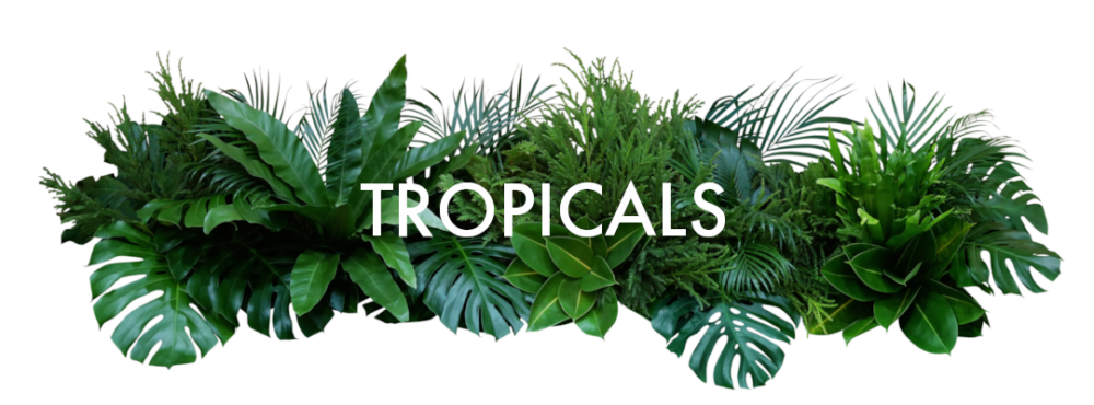 Tropicals